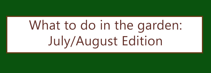 What to do in July and August